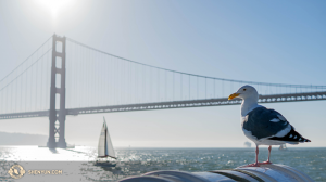 Racek se vystavuje v sanfranciském zálivu. (fotil tanečník Kenji Kobayashi)