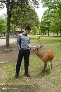Tanečník Daren Chou si v japonském parku Nara našel pár nových přátel.